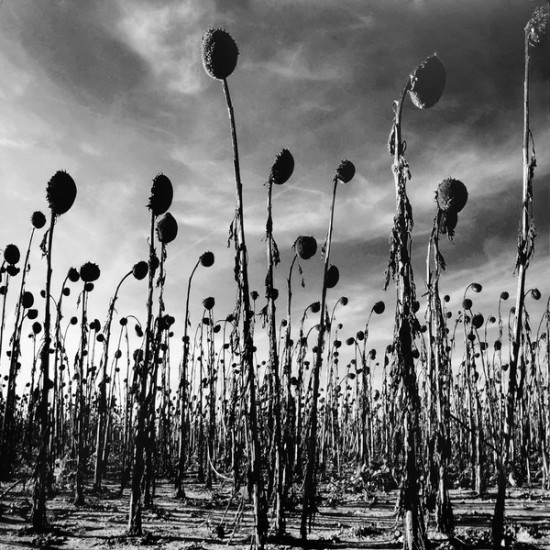 Dead Can Dance - Anastasis (Vinyl)