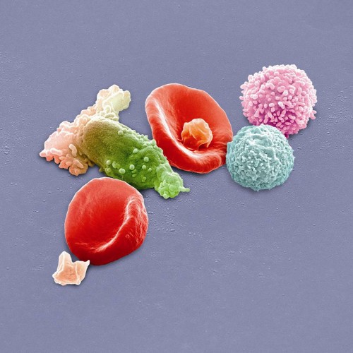 Peter Gabriel - New Blood - Live In London (CD)