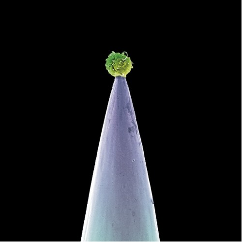 Peter Gabriel - New Blood (Vinyl)